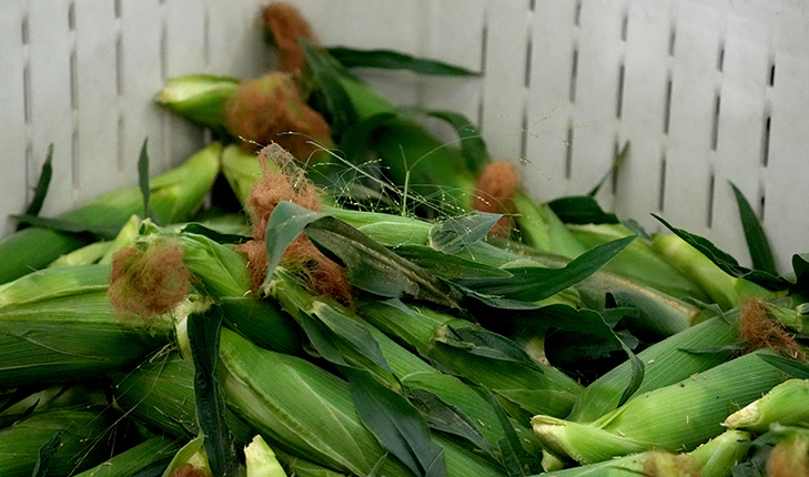 Bin of fresh Fresno State sweet corn.